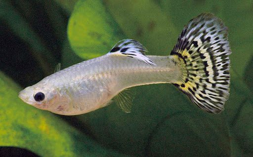 Guppy fish care and maintenance: useful recommendations