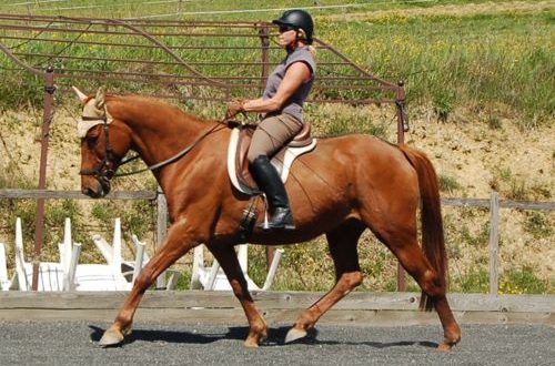 Gymnastics &#8211; awareness of yourself on a horse