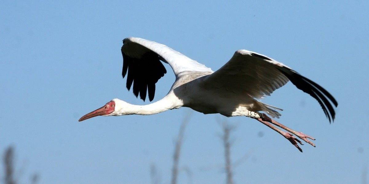 Habitat of the White Crane