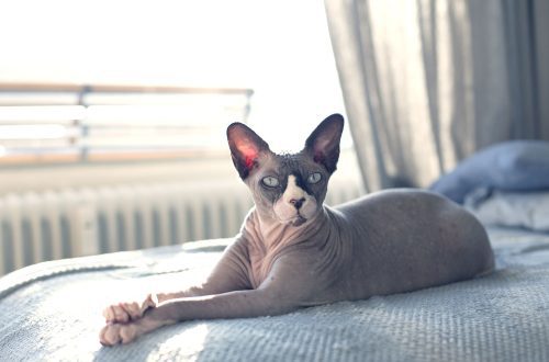 Hairless cats: how to care for hairless cats