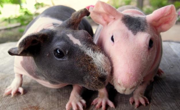 Hairless guinea pigs Skinny and Baldwin - photo and description of naked breeds of pets similar to hippos