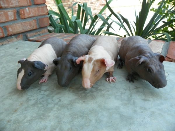 Hairless guinea pigs Skinny and Baldwin - photo and description of naked breeds of pets similar to hippos