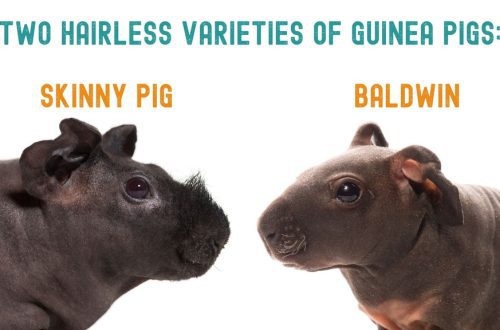 Porcellini d'India senza peli Skinny è Baldwin - foto è descrizzione di razze nude di animali simili à ippopotami