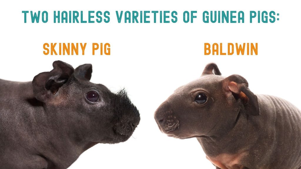 Hairless guinea pigs Skinny and Baldwin &#8211; photo and description of naked breeds of pets similar to hippos