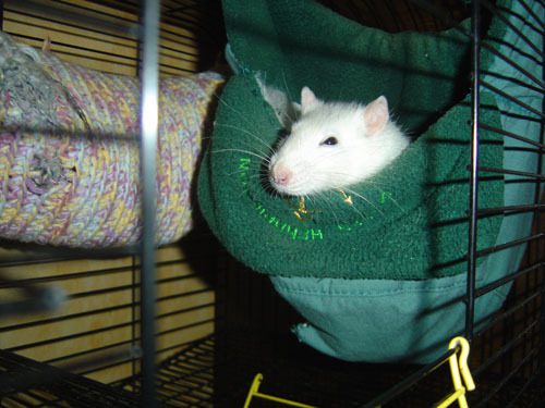 Hammocks for rats: store-bought and do-it-yourself (photo ideas)