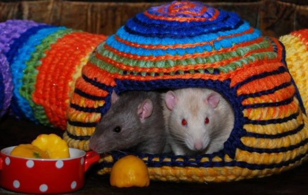 Hammocks for rats: store-bought and do-it-yourself (photo ideas)