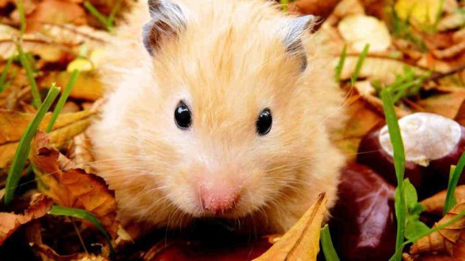 Hamster - description of the animal for children and adults (features, character, photo)