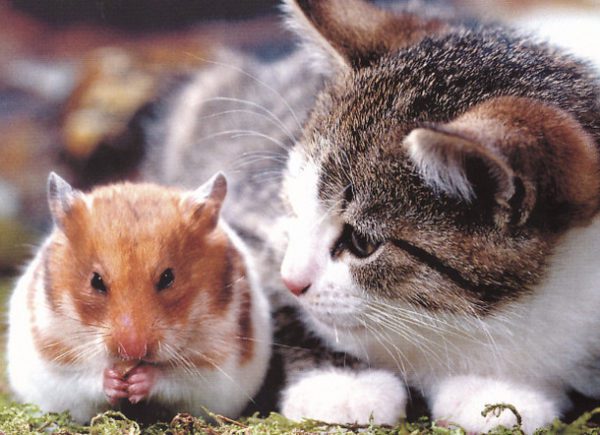 Hamster and cat in the same apartment, will the cat eat the hamster?