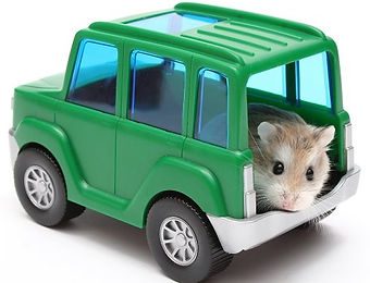 Hamster carrier and container, is it possible to transport a hamster in a train, car and plane