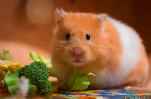 Hamster &#8211; description of the animal for children and adults (features, character, photo)