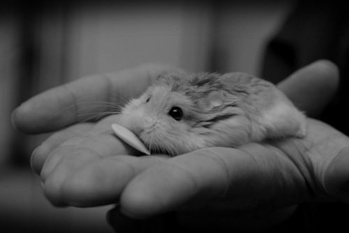 Hamster died: how to understand and what to do