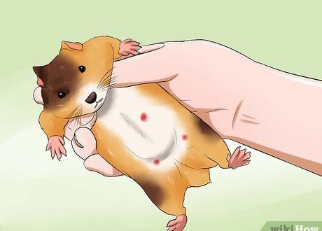 Hamster died: how to understand and what to do