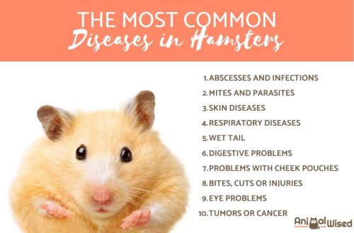 Hamster diseases: symptoms, diagnosis and treatment