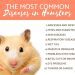 Hamster cage: how to make the right choice