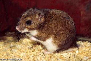 Hamster Eversmann