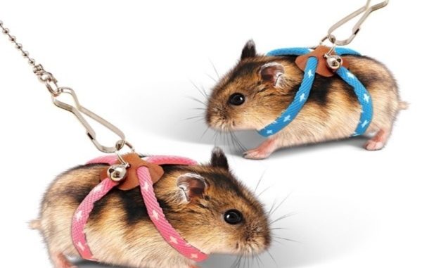 Hamster lead, harness and collar - description and comparison