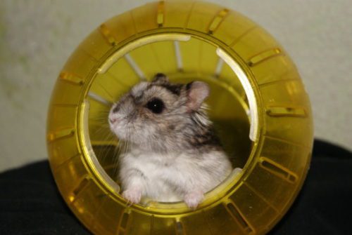 Hamster lead, harness and collar - description and comparison