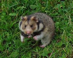 Hamster Radde (pre-Caucasian, Dagestan): descrizzione è foto