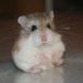 Reproduction of Syrian hamsters (mating and breeding)