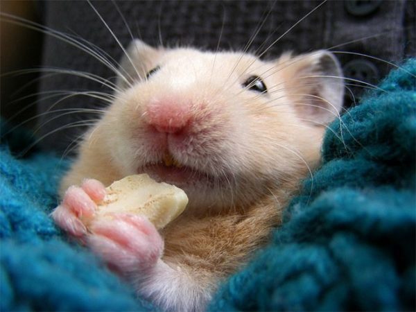 Hamster teeth: how many of them, why turn yellow and fall out (photo)