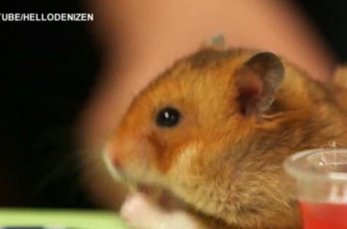 Hamster Wins Hot Dog Eating Contest!