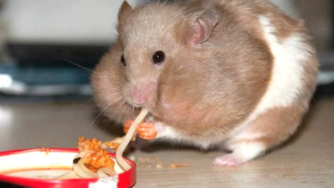 Hamster with stuffed cheeks, cheeky hamster, cheek pouches