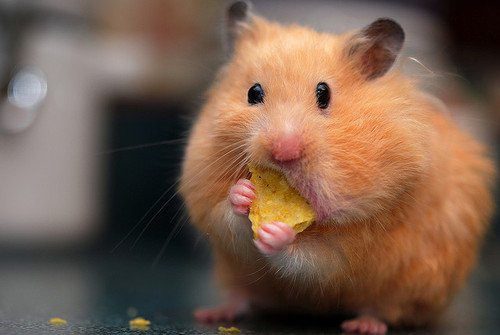 Hamster with stuffed cheeks, cheeky hamster, cheek pouches