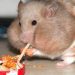 Wet tail in a hamster: symptoms, prevention and treatment