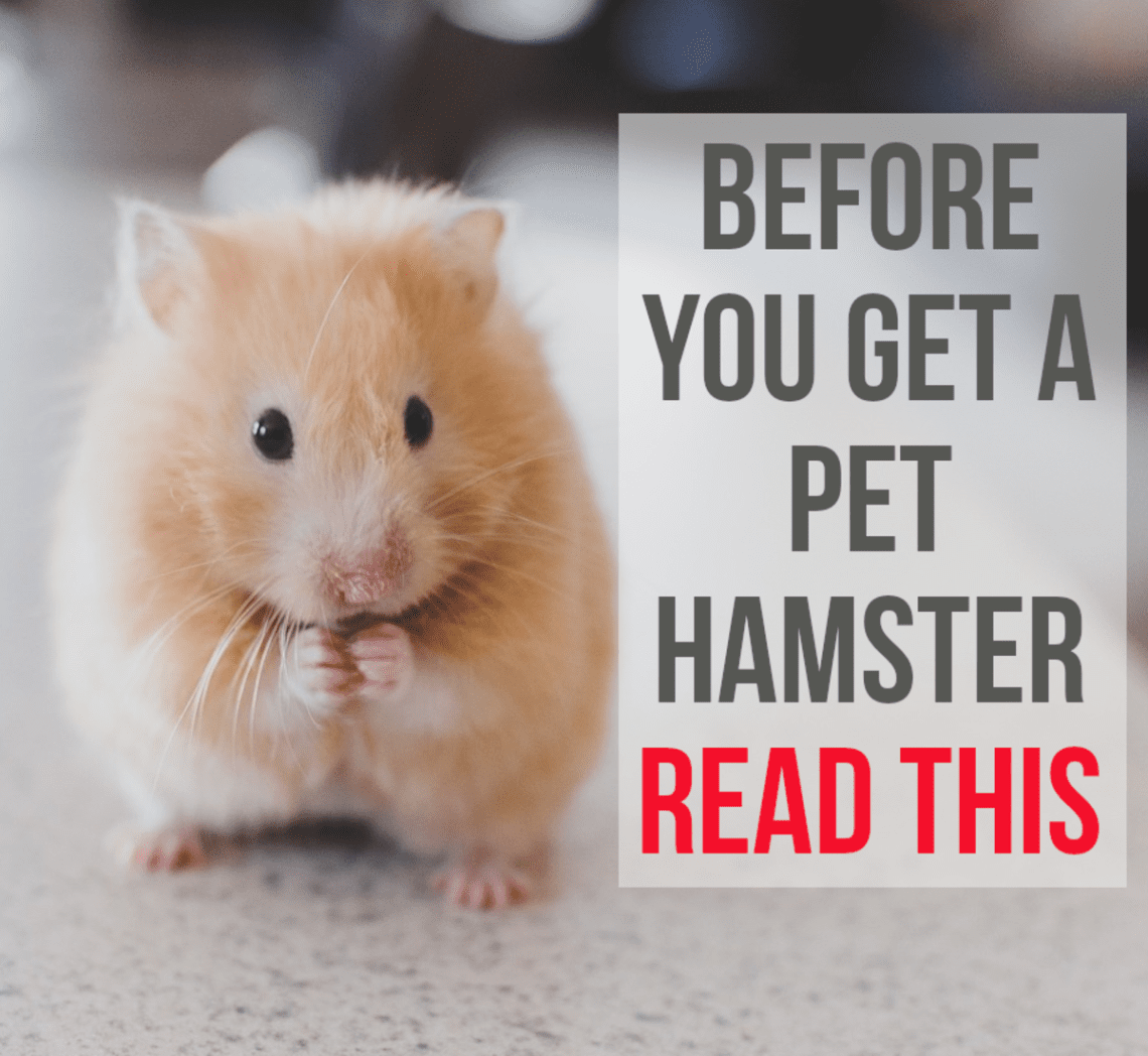 Үйдө Hamsters: кемчиликтери, кам көрүү, тамактандыруу жана көбөйтүү
