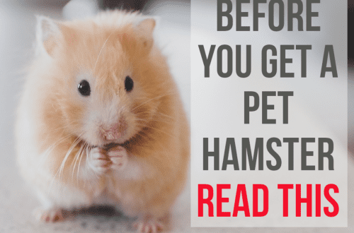 Hamsters at home: disadvantages, care, feeding and reproduction