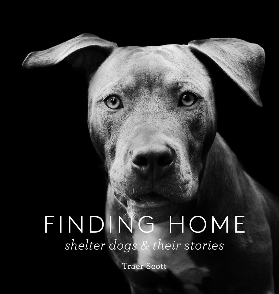 Happy stories about how dogs found a home