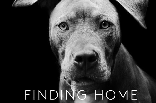 Ուրախ պատմություններ այն մասին, թե ինչպես են շները տուն գտել