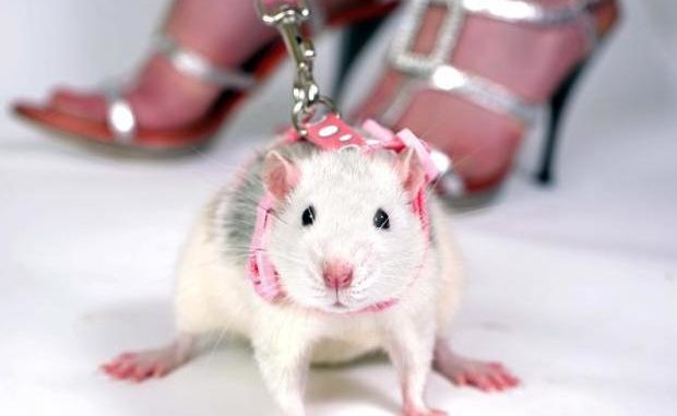 Harness and leash for rats: application, purpose, manufacture