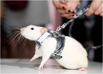 Harness and leash for rats: application, purpose, manufacture
