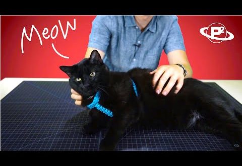Harness for a cat: choose and do it yourself