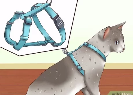 Rakmed kassile: kuidas kanda, mis on jalutusrihmad, kuidas kassi rakmeid õpetada