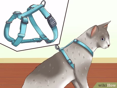 Harness for a cat: how to wear, what leashes are, how to teach a cat to a harness