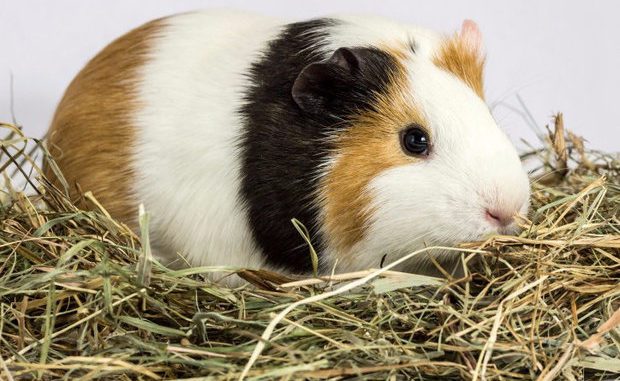 Hay for guinea pigs: which is better, how to harvest and give