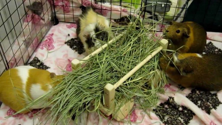 Hay for guinea pigs: which is better, how to harvest and give