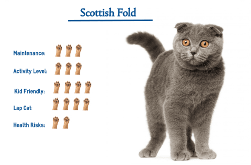Health Features of Scottish Cats: What You Need to Know