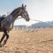 Young horses: work on balance and rhythm