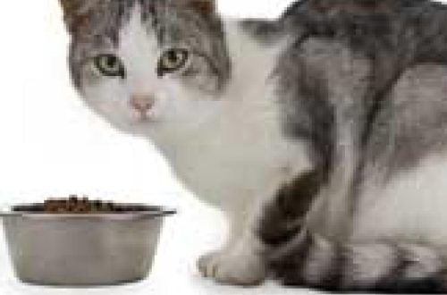 Heart disease in cats: how to eat right