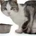 Hyperthyroidism in cats: signs, control and treatment