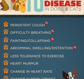 Heart Disease in Dogs: Causes and Facts