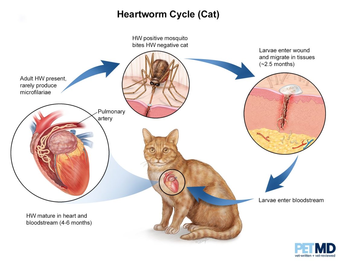 Heartworm in a cat: symptoms and treatment