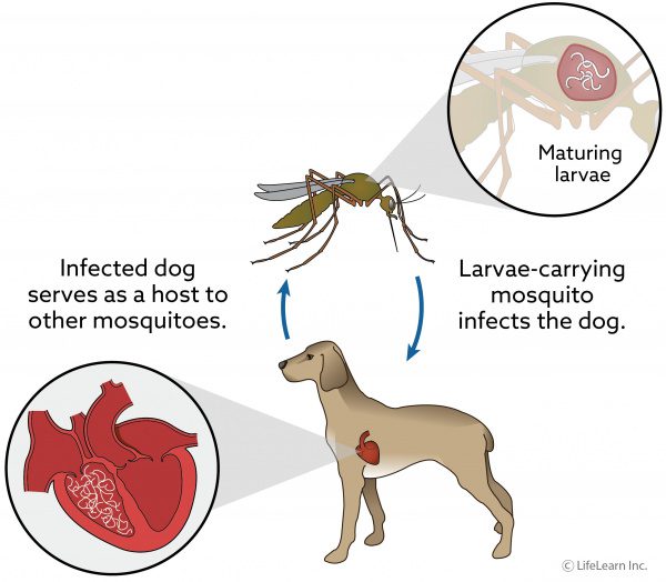 Heartworm in dogs: what you need to know about it