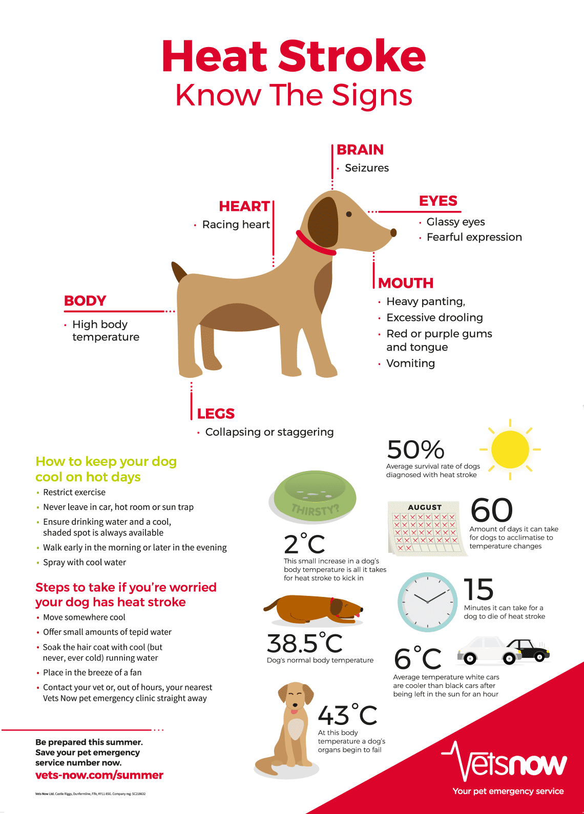 Heat exhaustion and heat stroke in dogs