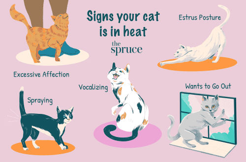 Heat in cats: what you need to know about it