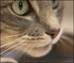 Heat in cats: what you need to know about it