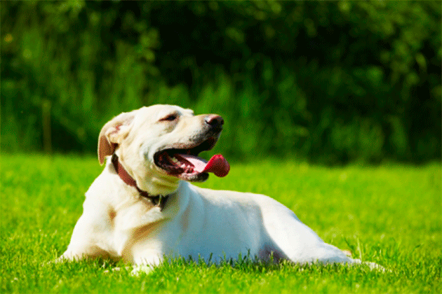 Heat stroke and sunburn in dogs and cats